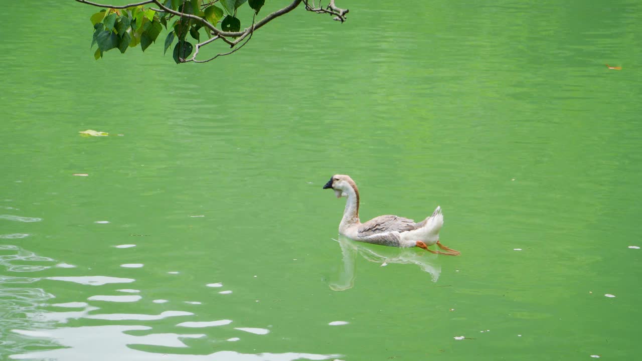 一只鹅在湖里游泳视频素材