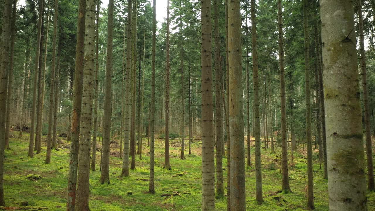 在绿色森林景观的树木之间飞行。美丽的苔藓景观。视频素材