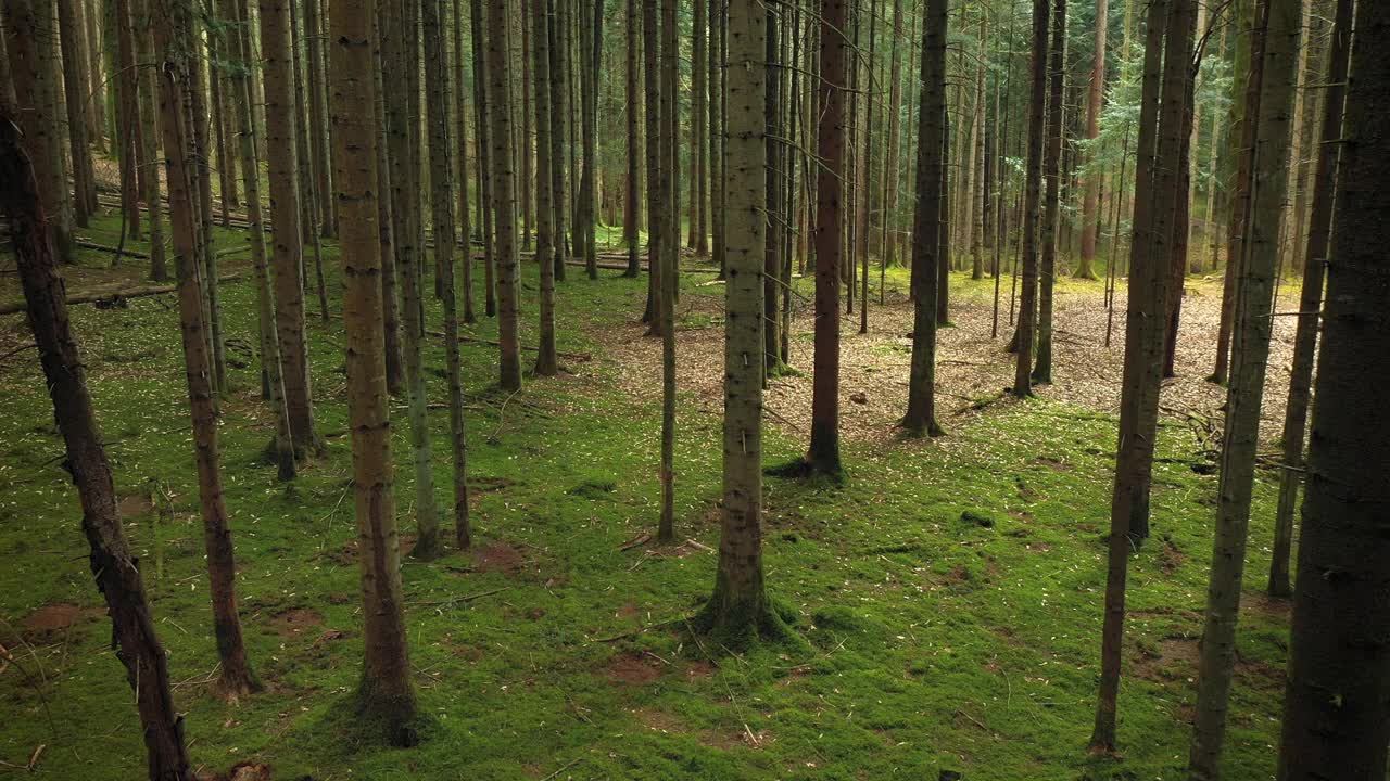 在明亮的阳光和苔藓的森林景观中慢慢飞行。鸟瞰。视频素材