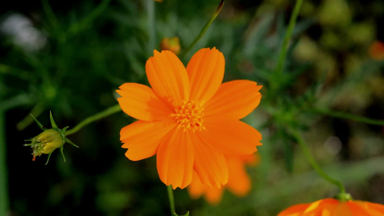 百日菊花视频素材