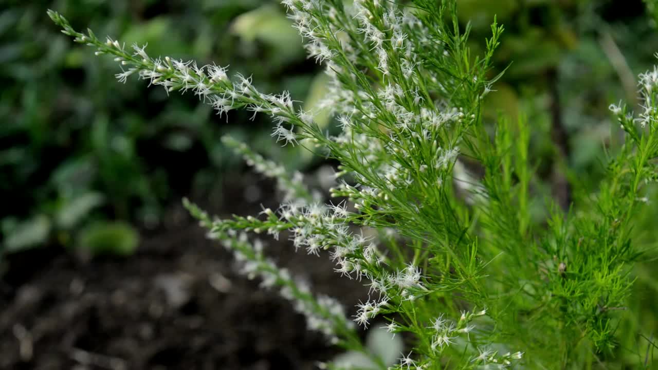 利特尔花视频素材