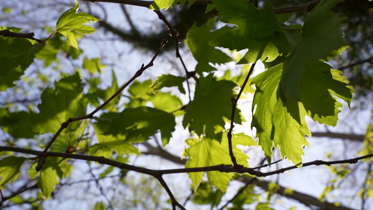 森林里茂密的绿叶视频下载