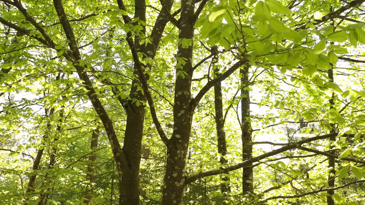 美丽的春天山毛榉树在一个阳光明媚的日子。视频素材