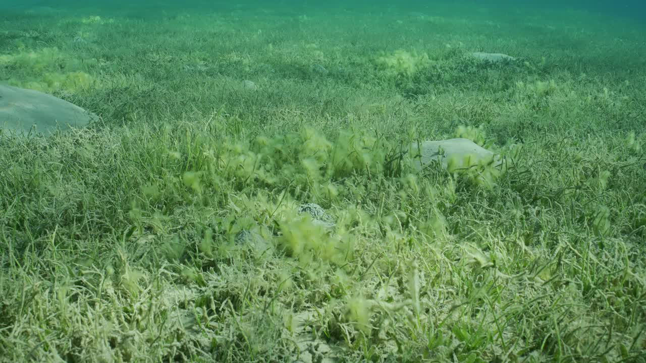 开花的圆叶海草或面条在阳光下的海草，慢动作视频素材