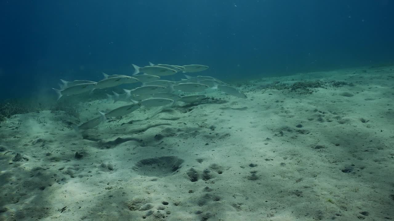 条纹鲻鱼群(Mugil cephalus)游过沙底，在路上觅食视频素材