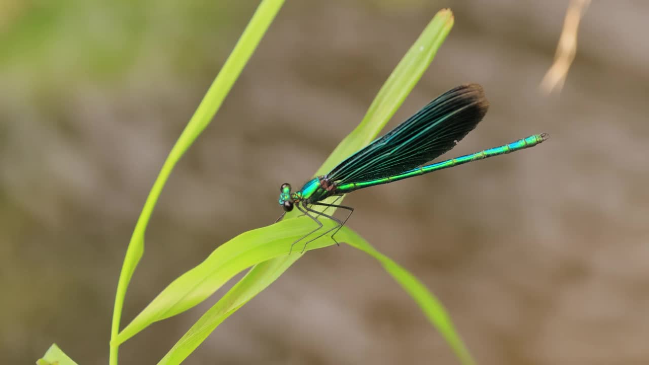 美丽的豆娘(Calopteryx virgo)是属于Calopterygidae家族的欧洲豆娘。它经常在水流湍急的水域被发现，这是它最熟悉的地方。视频素材