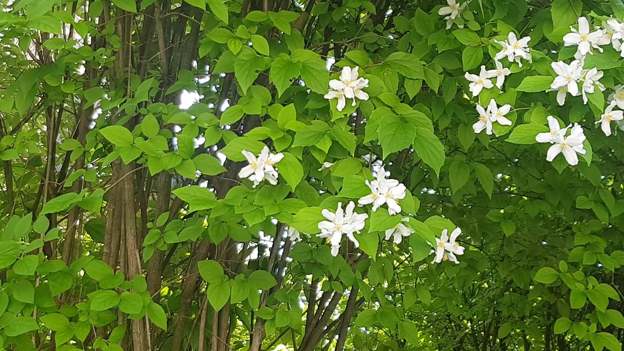 4k视频，在一个阳光明媚的夏日，白色的茉莉花在高高的灌木丛上视频下载