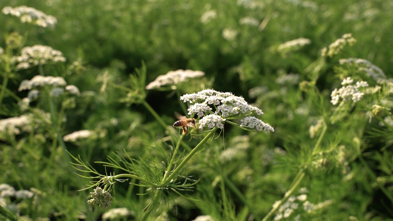 蜜蜂在野孜然花上视频素材