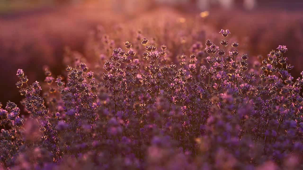 在日落时分，盛开的紫色薰衣草田有许多蜜蜂在飞翔授粉。普罗旺斯,法国。薰衣草花春天的背景与美丽的颜色和散景灯。视频素材