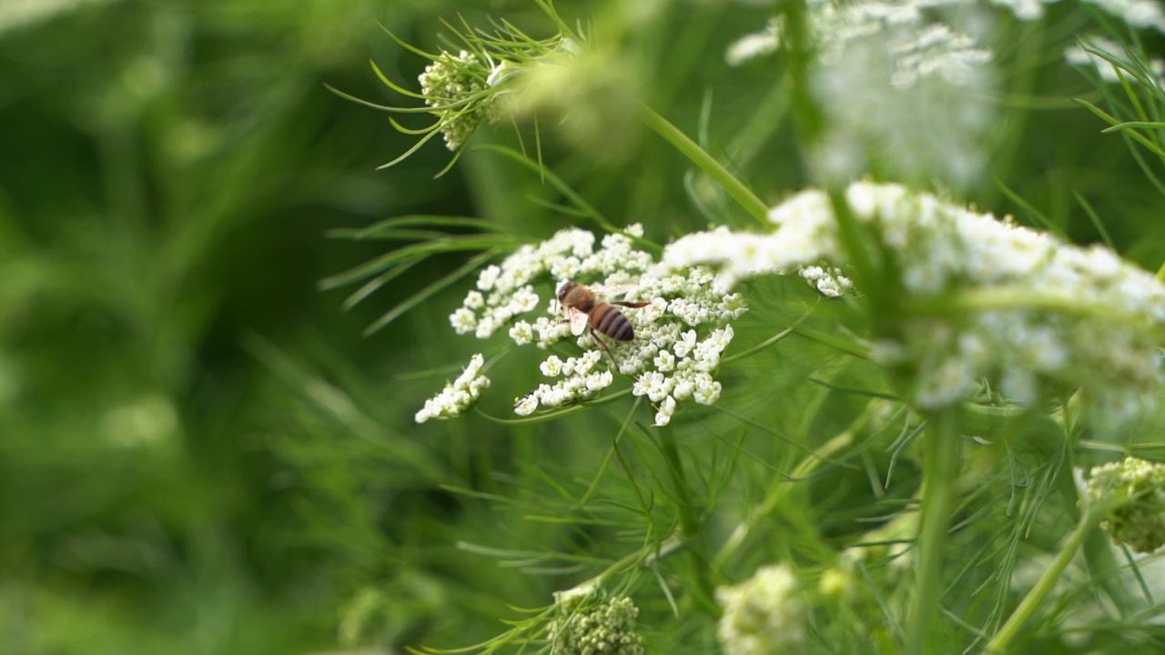 蜜蜂在野孜然花上视频素材