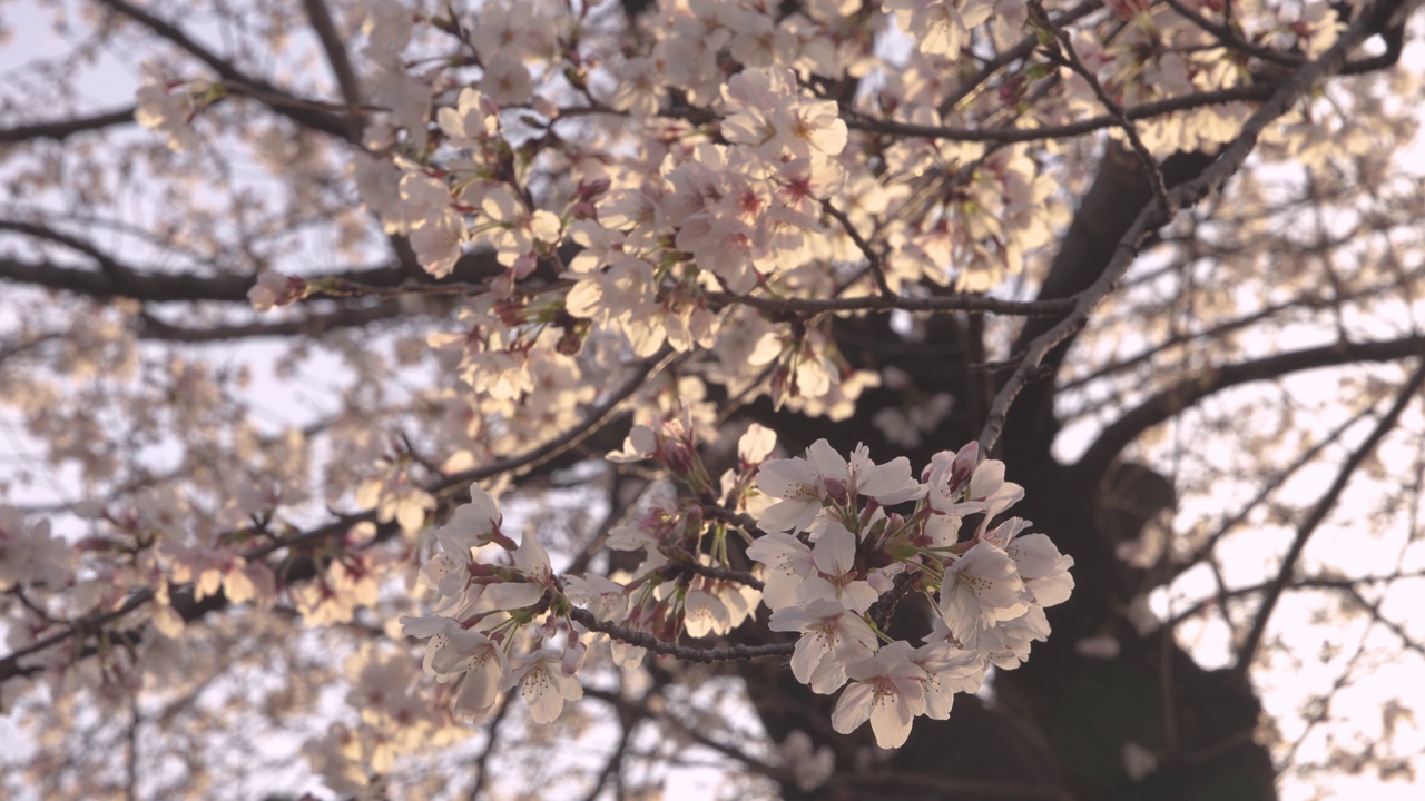 东京隅田公园樱花节，在早晨的阳光照耀下，樱花盛开视频素材