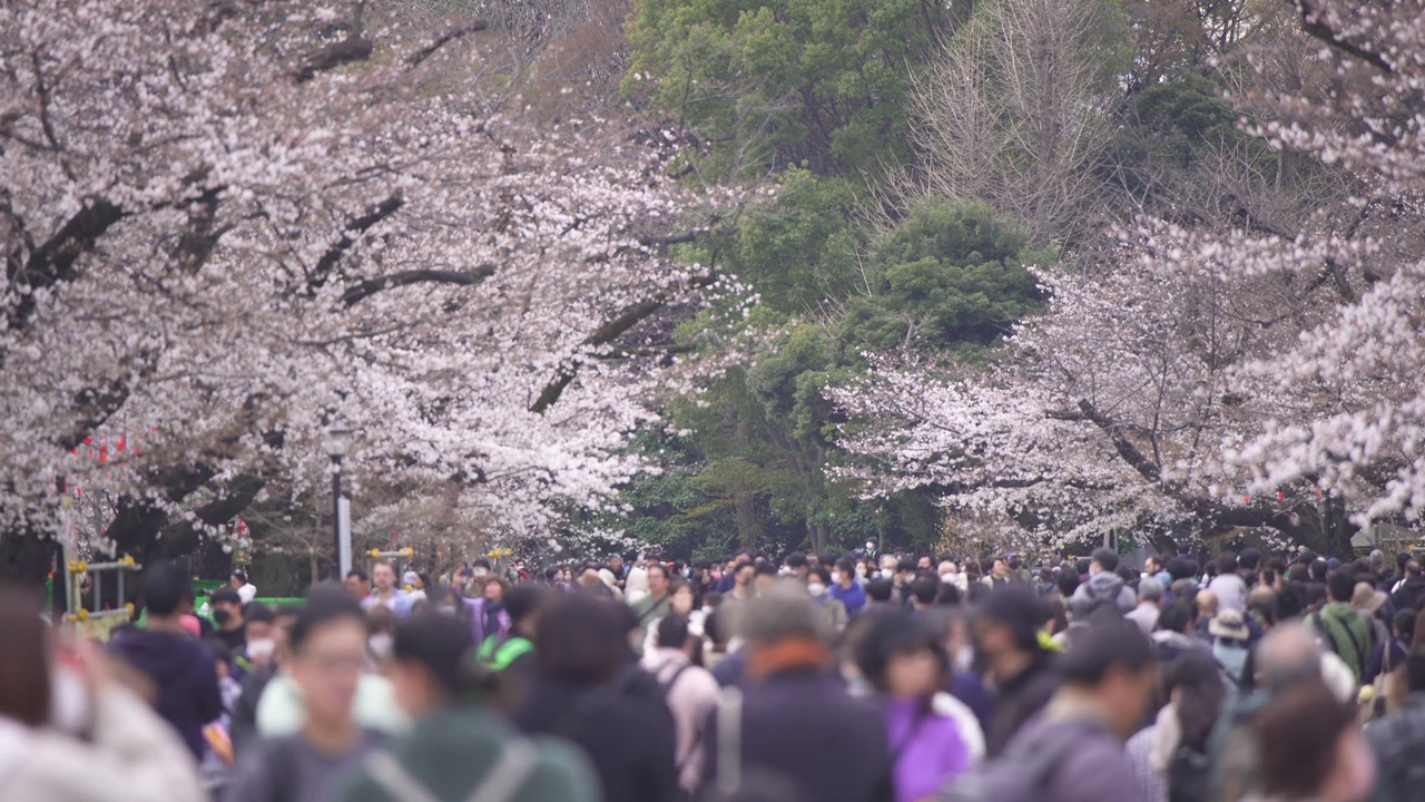 花见市上野公园，游客们正在观赏一排排的樱花树视频素材