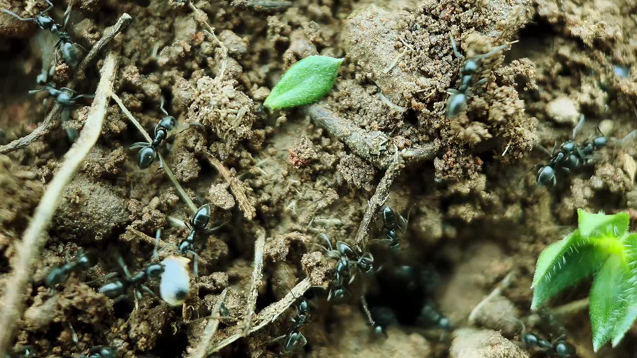 蚂蚁携带幼虫的微距录像视频素材