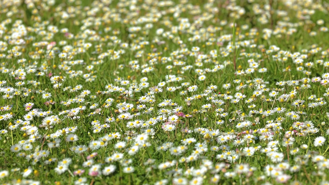 田野中的雏菊花视频素材