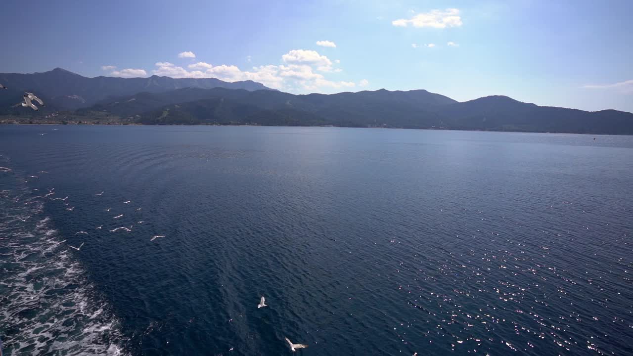 海鸥飞过大海视频素材