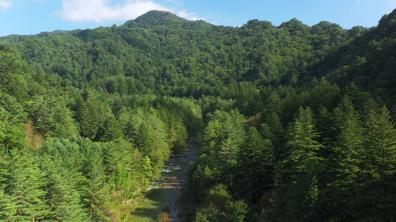 绿树成荫的山/韩国江原道平昌郡视频素材