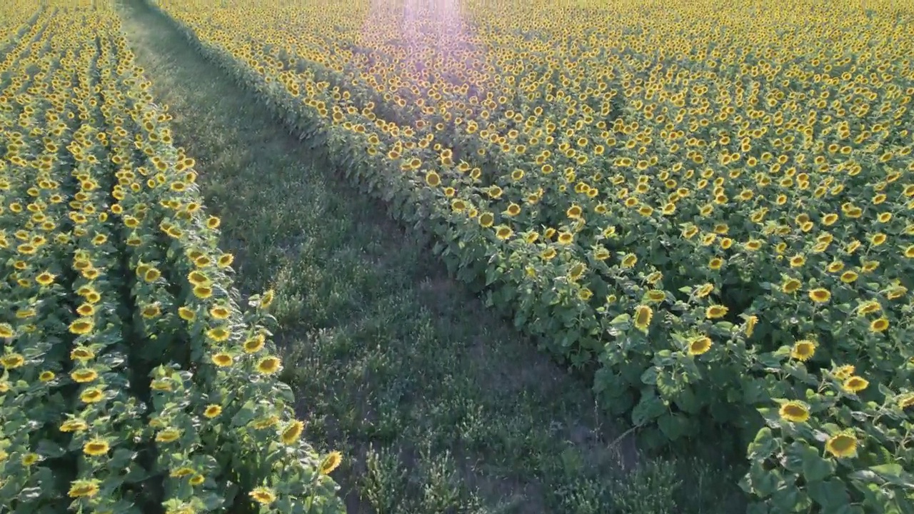 无人机在田间收割葵花籽时，用动态模糊镜头拍摄视频素材