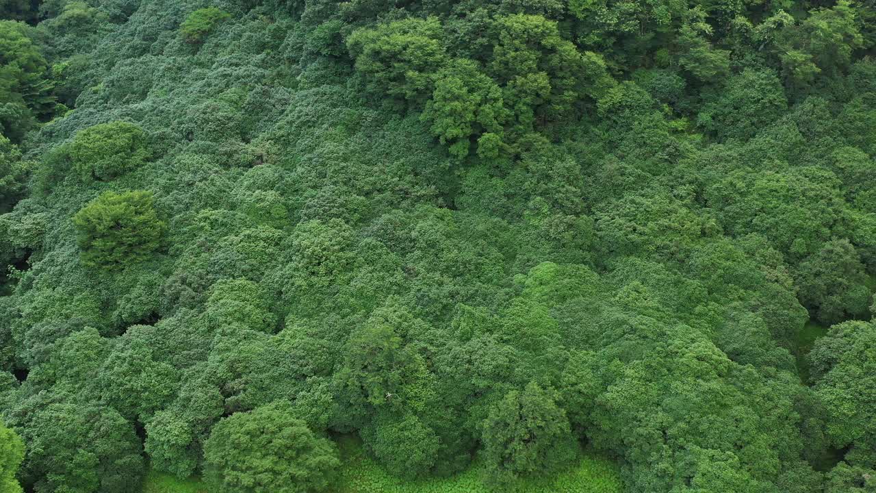 浓密的树在maryangni山茶林/高仓郡，全北道，韩国视频素材