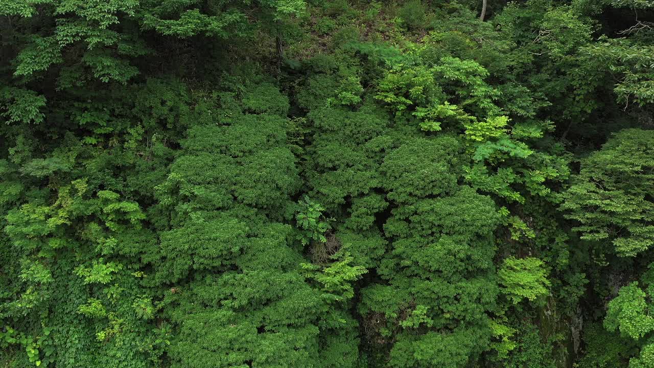 韩国全北高昌郡斗山茂密的树木视频素材