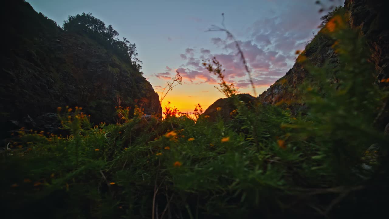 日落时海滩上的花视频素材