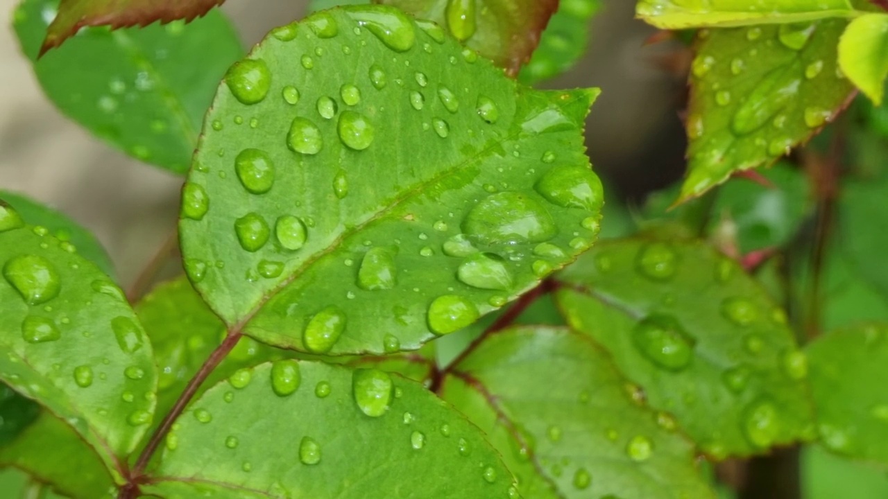 雨后的花园里，绿叶带着水滴。自然背景。视频素材