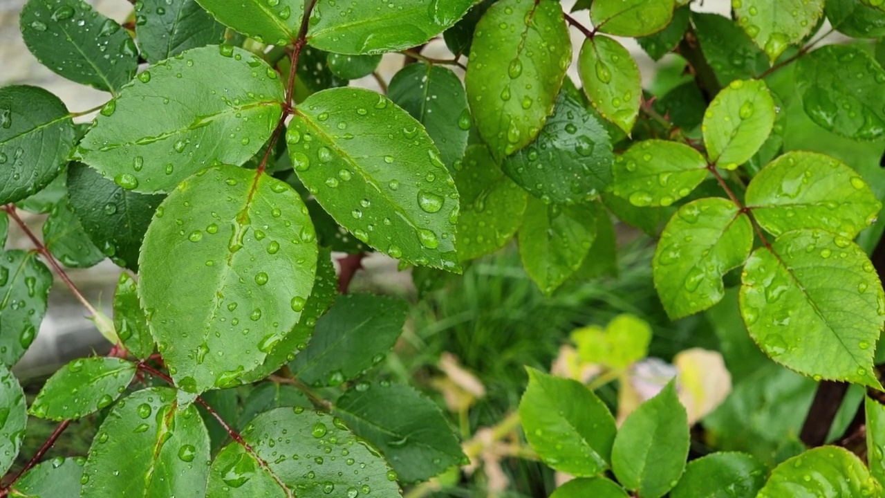 雨后的花园里，绿叶带着水滴。自然背景。视频素材