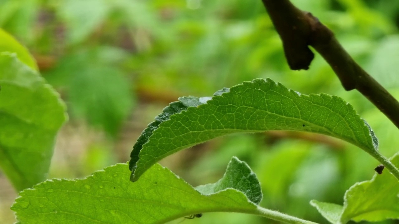 花园背景上的苹果树叶特写视频素材