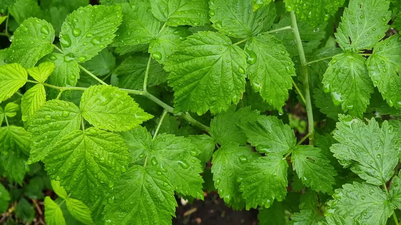 潮湿的覆盆子叶子上覆盖着雨滴。视频素材