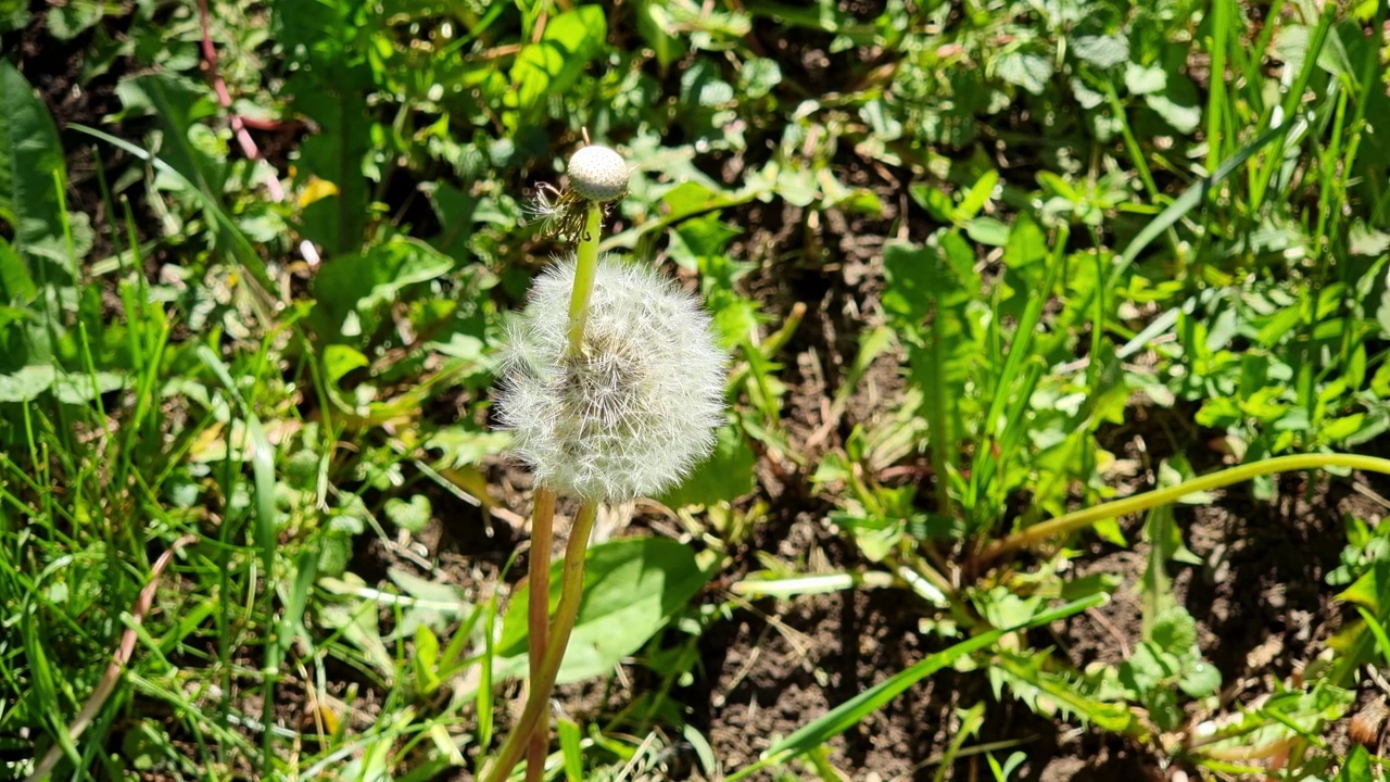 蒲公英在春天绿草的背景下。视频素材