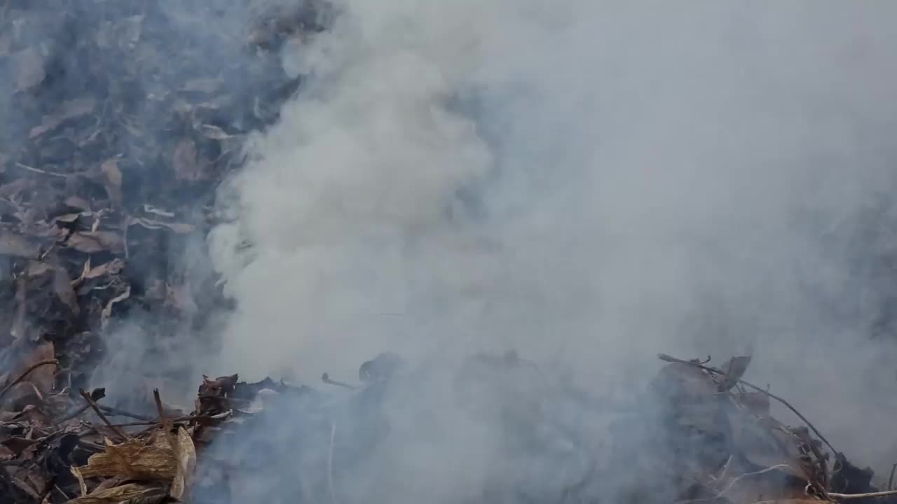 森林里燃烧的枯叶和枯草，特写视频素材