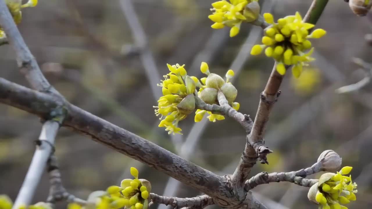 山茱萸花的花序特写视频素材