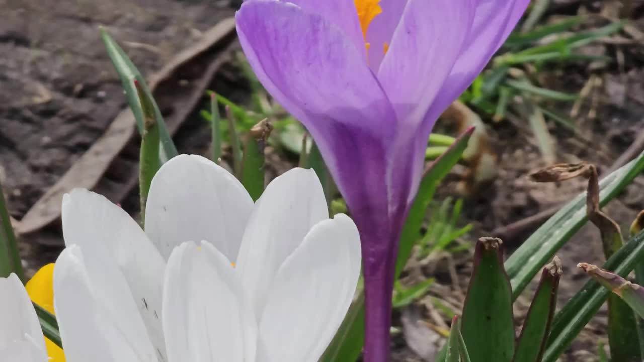 早春时节，一只大黄蜂从紫色番红花上采集花粉。春风轻拂。视频素材