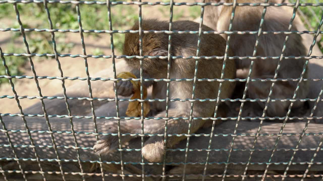 一只猴子在动物园的笼子里吃了一根香蕉，然后起身离开了。巴巴里猕猴也被称为巴巴里猿，是一种猕猴物种，原产于阿尔及利亚、利比亚、突尼斯和摩洛哥的阿特拉斯山脉。视频素材