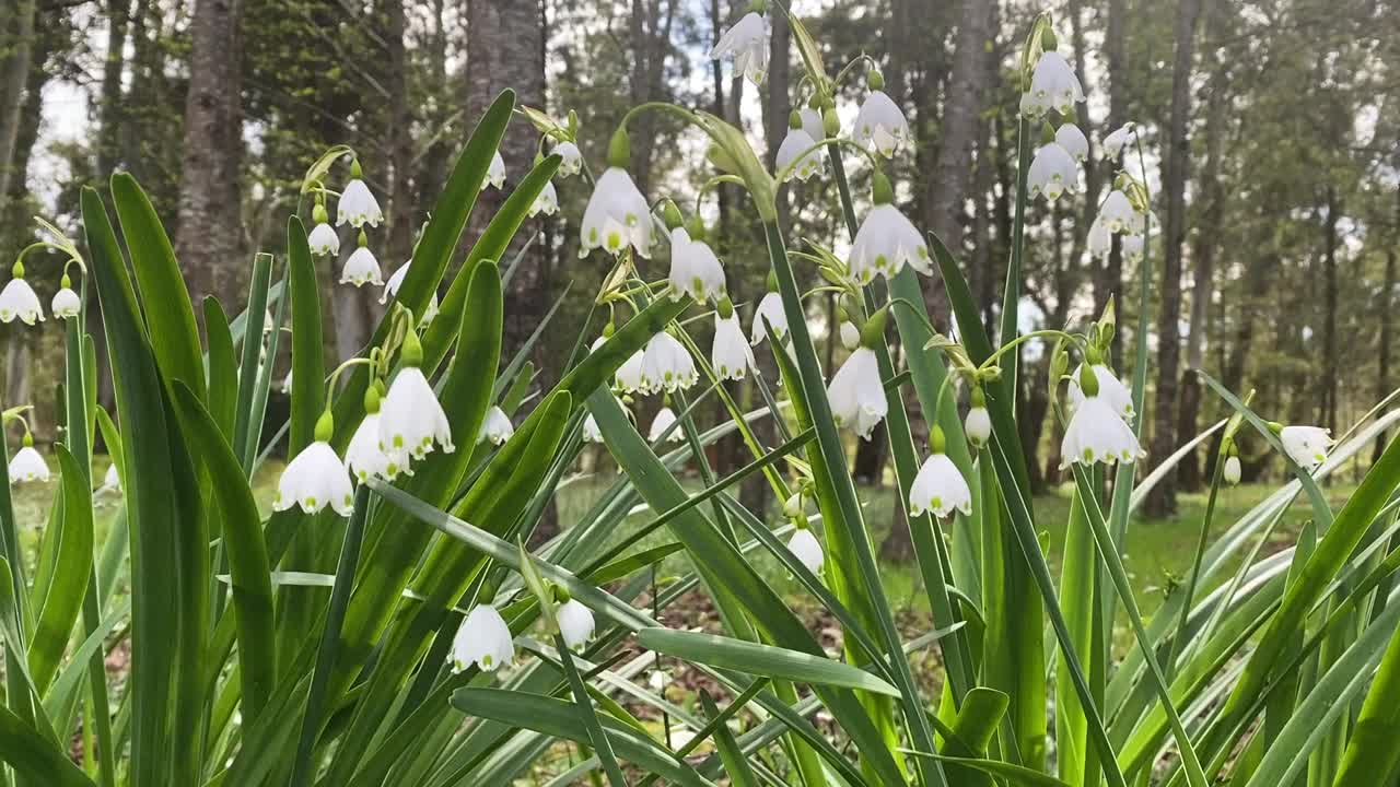 公园里的蓝铃花，阳光明媚的晨光特写。早春。视频素材