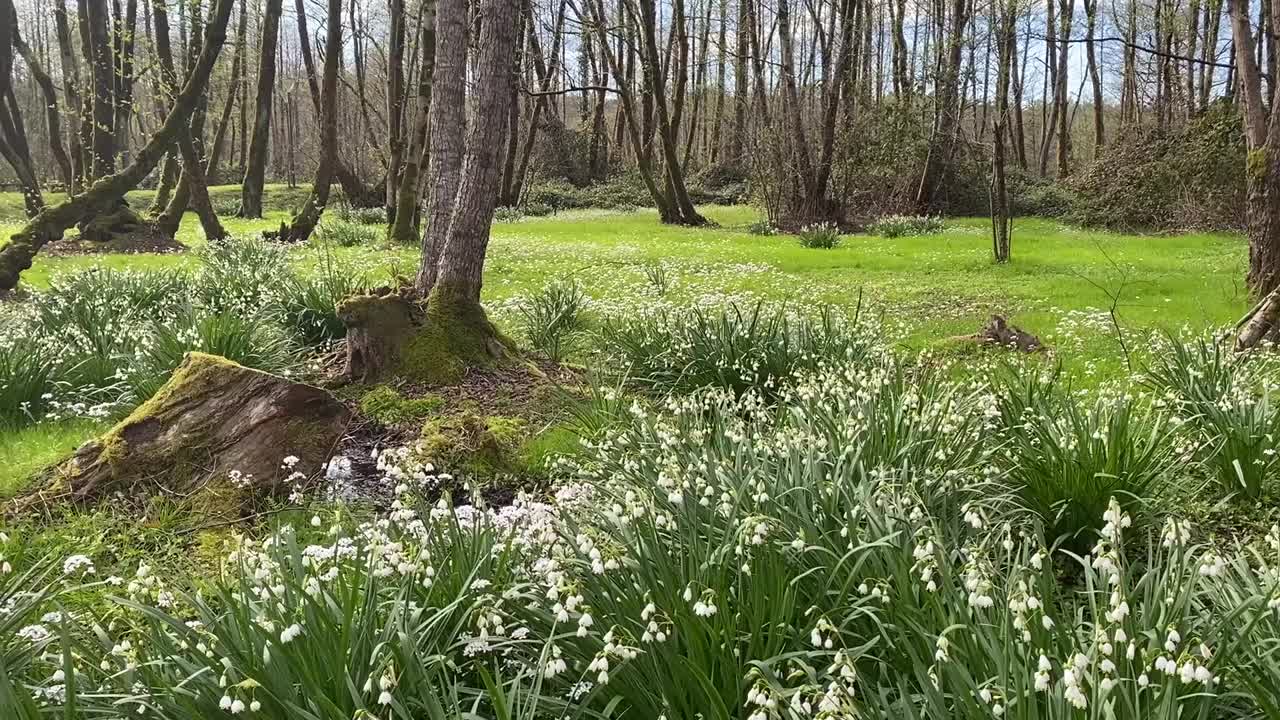 绿色的森林，新鲜的白色花朵沐浴在阳光下。公园里的早春。视频素材