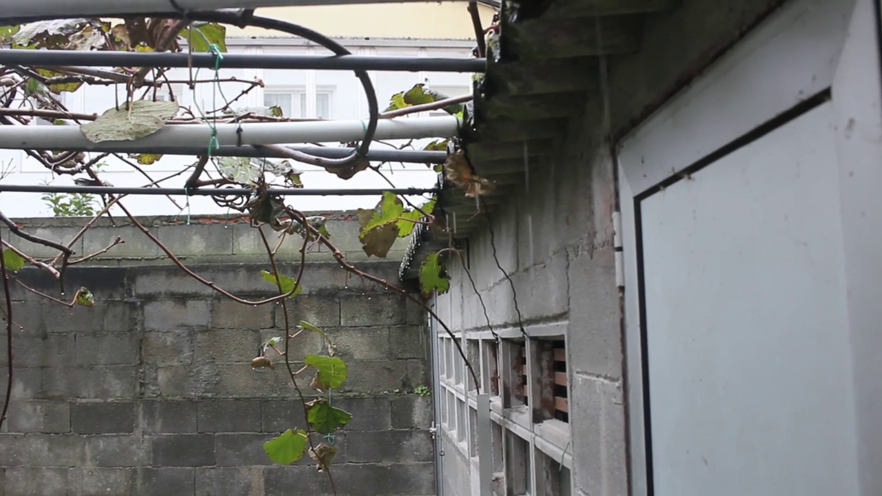 下雨天，雨滴落在我的花园里视频素材