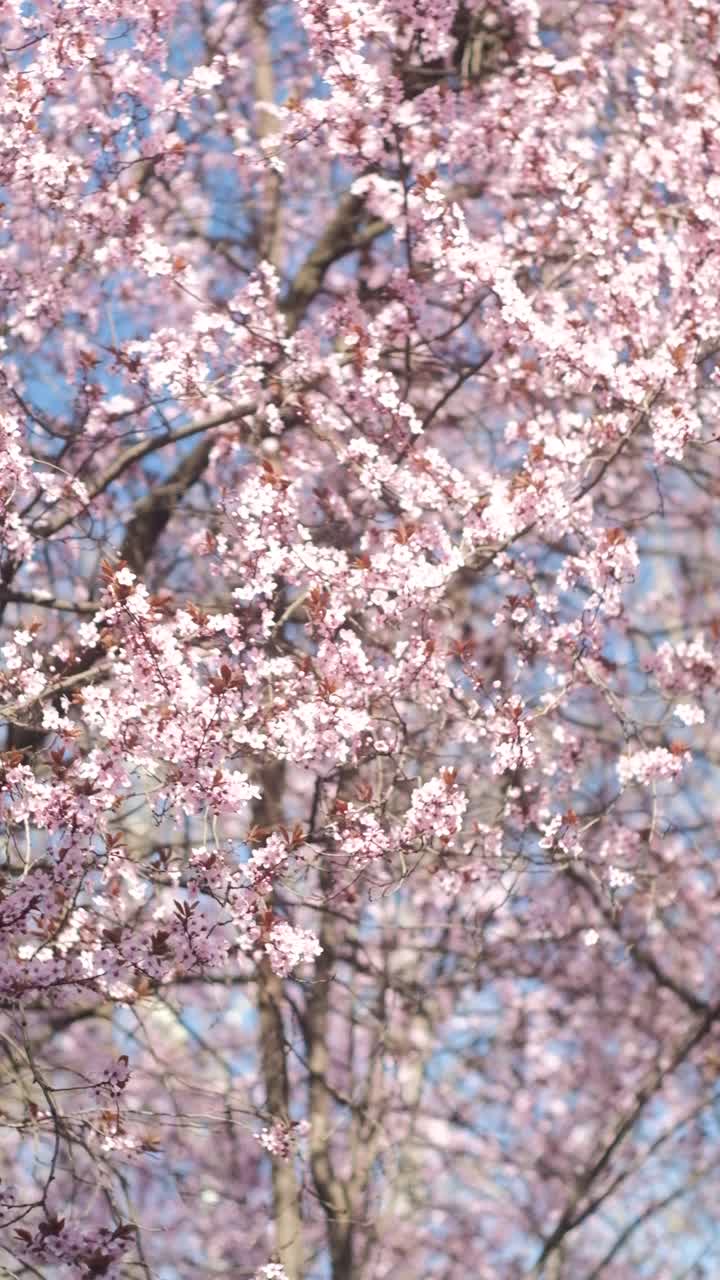 粉红色的树花盛开在春天的背景视频素材