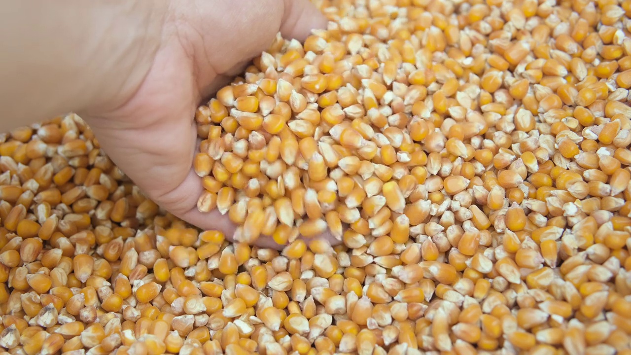 农民手边摸玉米边收获玉米种子谷物，粮价危机视频下载