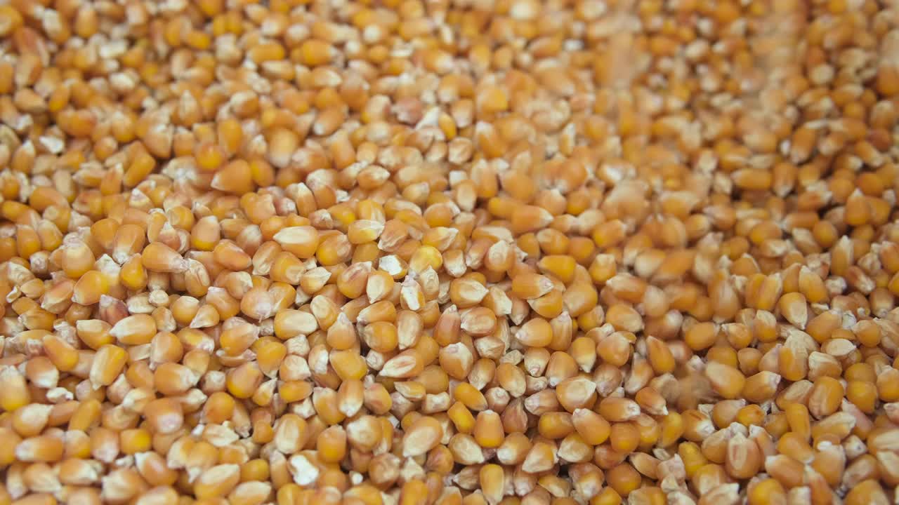慢镜头看玉米玉米籽粒下跌，原料粮食价格危机视频下载