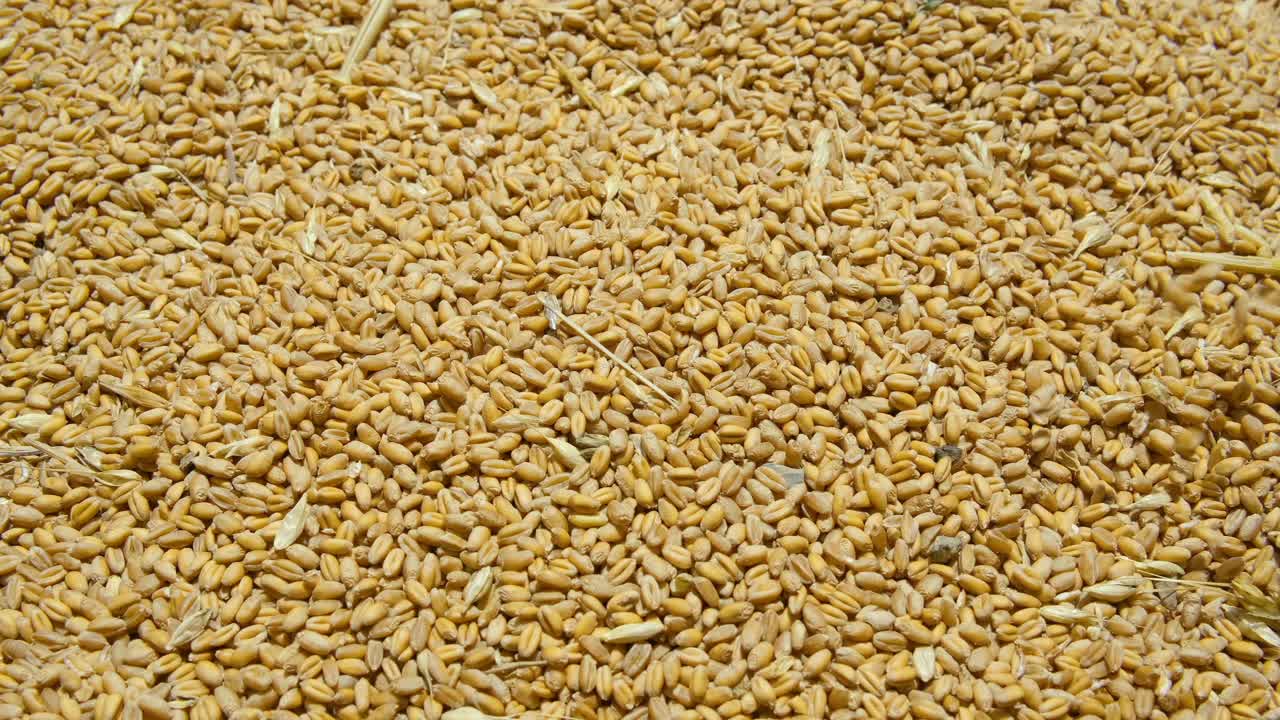 小麦籽粒下跌，原料食品配料，农产品价格危机视频下载
