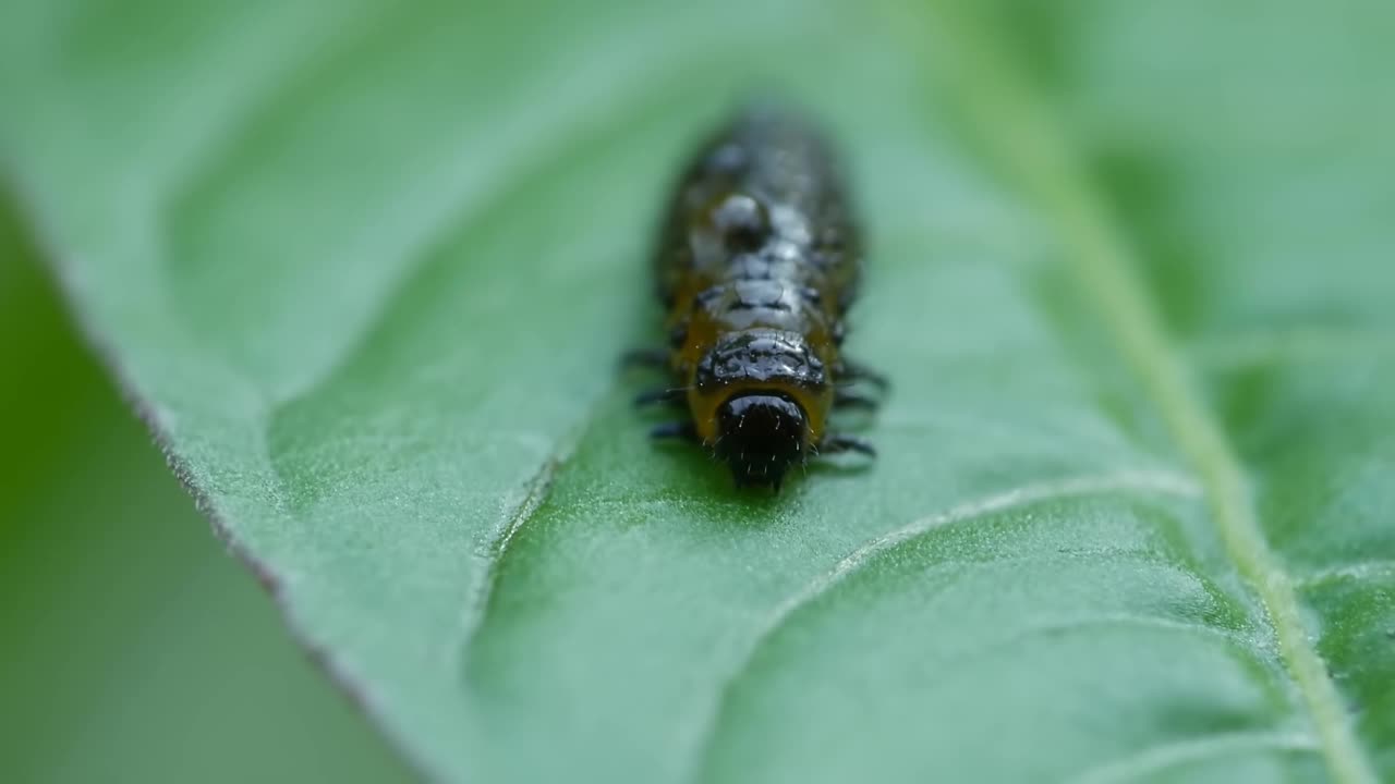 跳蚤甲虫幼虫视频素材