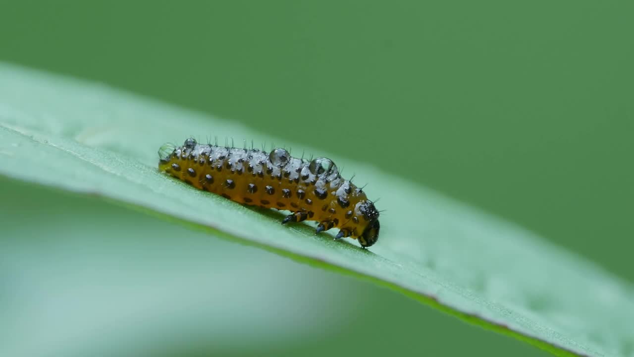 跳蚤甲虫幼虫视频素材