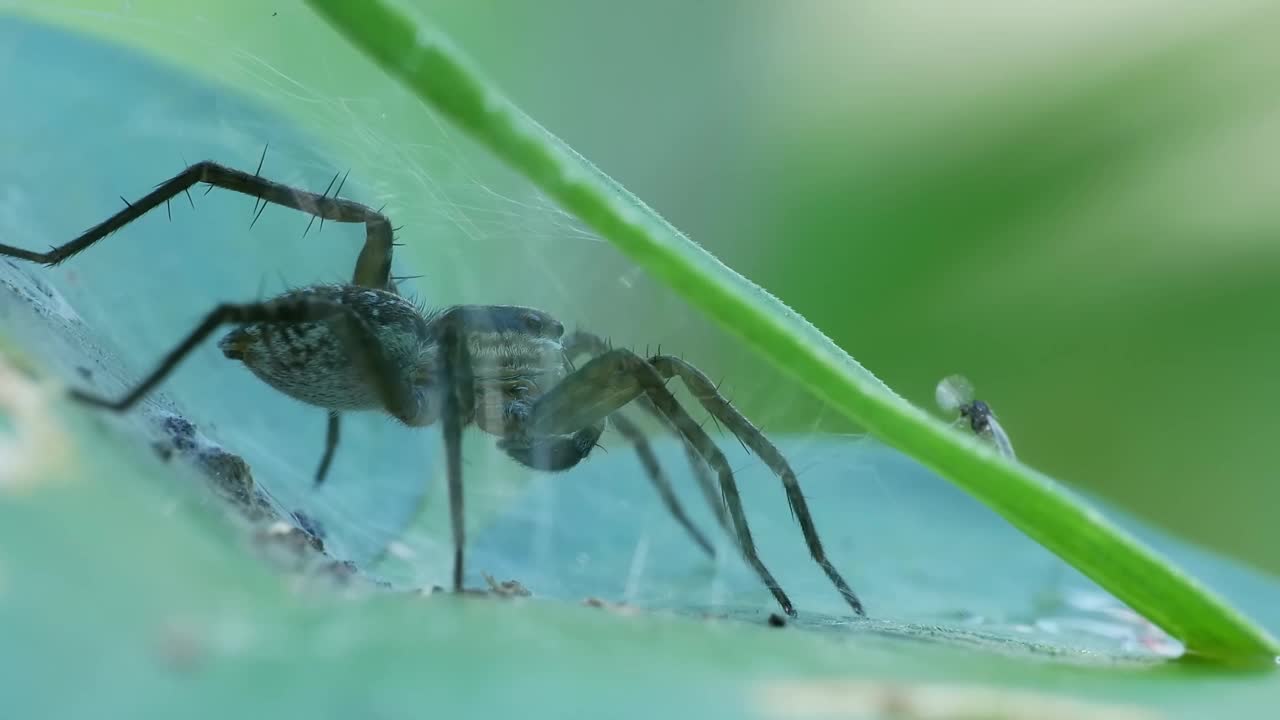 狼蜘蛛在树叶上视频素材