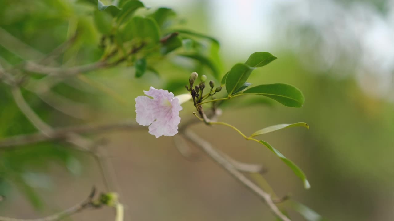 美丽的花视频素材