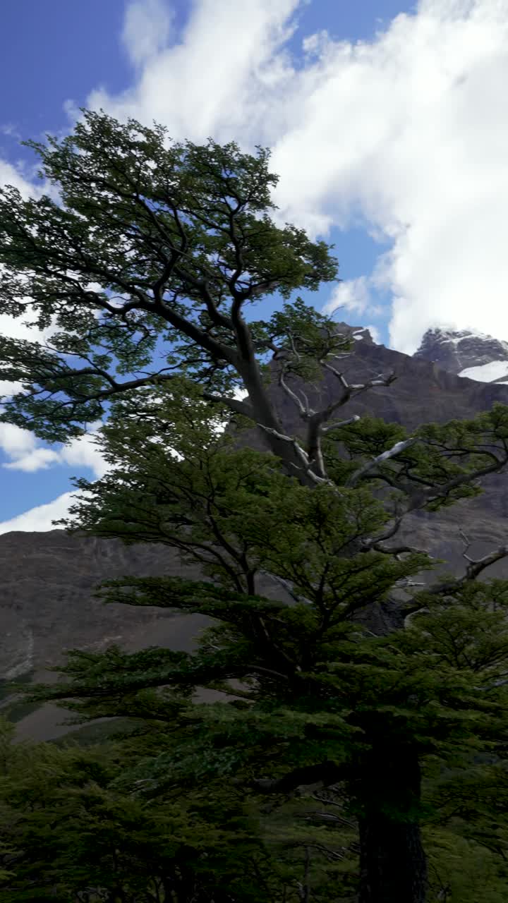 托雷斯潘恩国家公园的森林和植被，以山脉和冰川为背景，从英国人的角度看视频素材