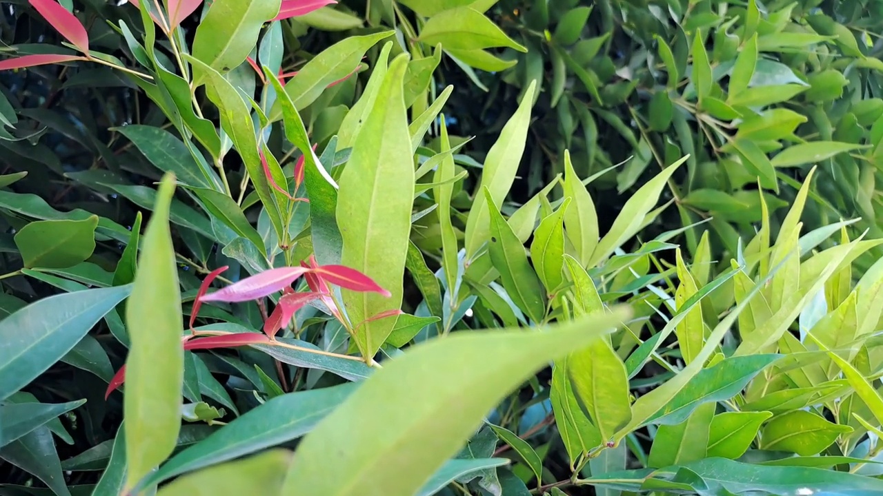 红梢植物(桃金娘)在风中摇曳。视频素材