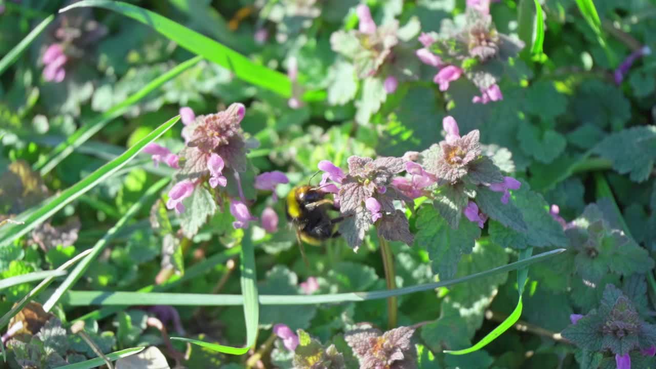 蜜蜂一直在花丛中采蜜视频下载