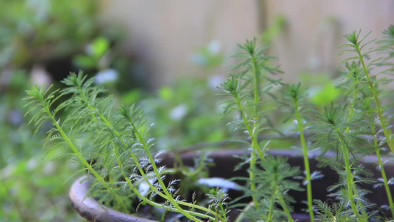 涌现的植物水生狐尾藻随风摇曳视频素材