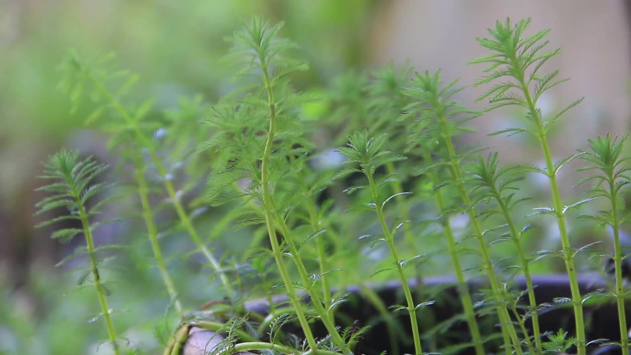 水生植物水中狐尾藻在风中摇曳视频素材