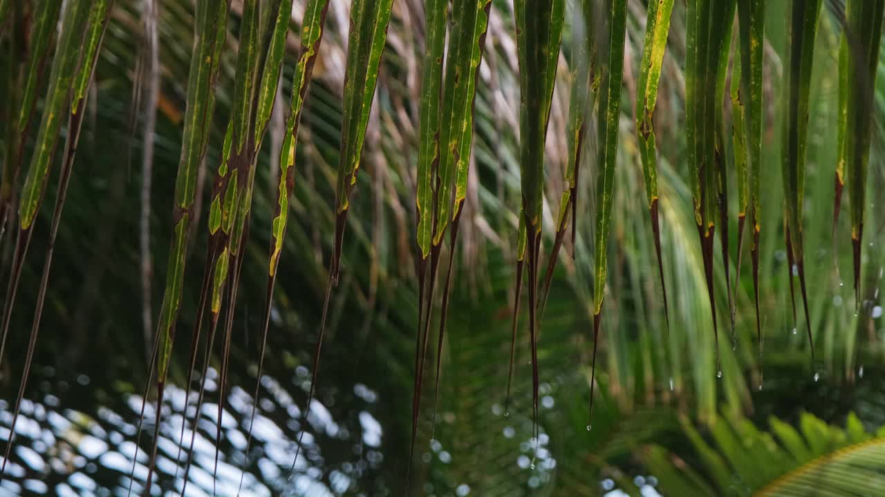 热带的棕榈叶上落下的雨滴视频素材